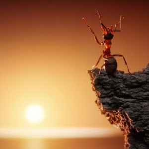 Ant Looking at the Sun