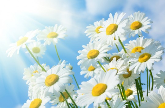 Daisies shutterstock_175078892 God Loves You